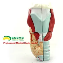 

Medical human laryngeal model of laryngeal muscles