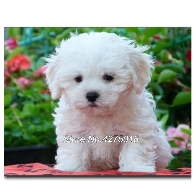 maltese dog