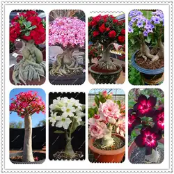Адениум тучный карликовые деревья 5 шт. смешанные Desert Rose Редкие Таиланд цветок дерево бонсай для дома и сада балконные растения легко