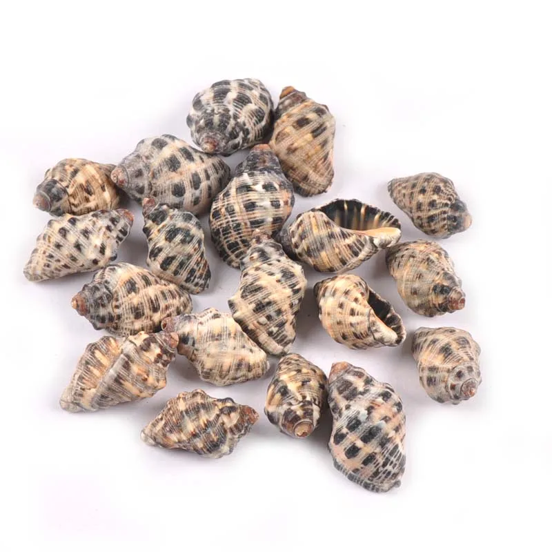 

20pcs Natural Nautical Spiral Spot Seashells Ornaments Shells For Home Decor Handmade DIY Glass Bottle Ornaments 20-30mm TR0303