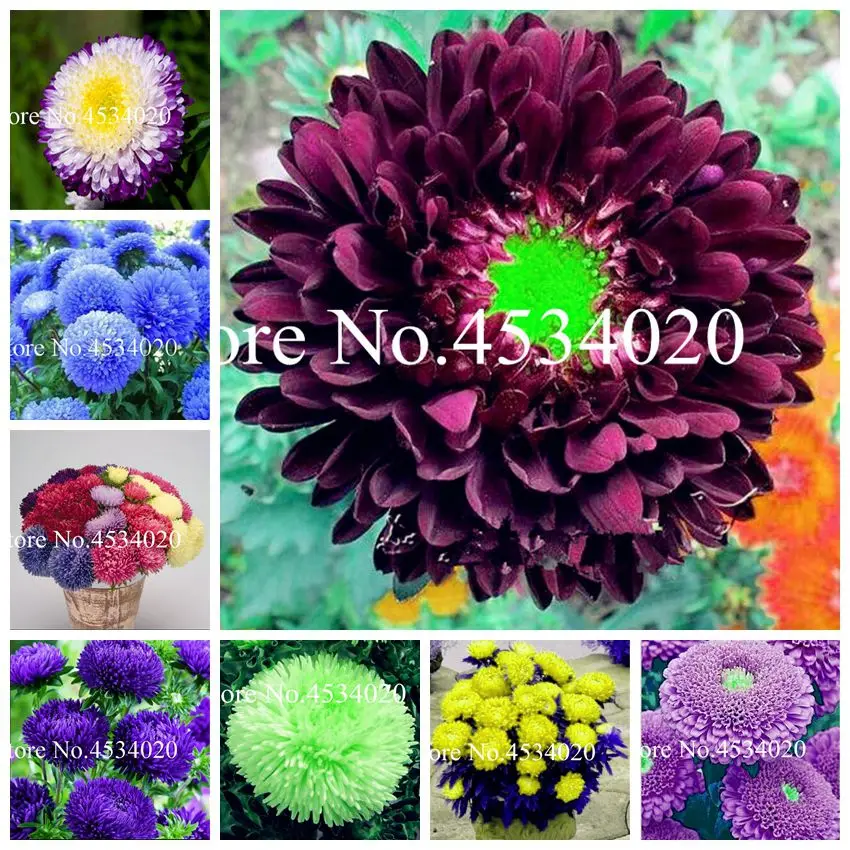 

200Pcs Aster bonsai aster flower bonsai flower plant rainbow chrysanthemum plant Perennial flowers home garden Ornamental Plants