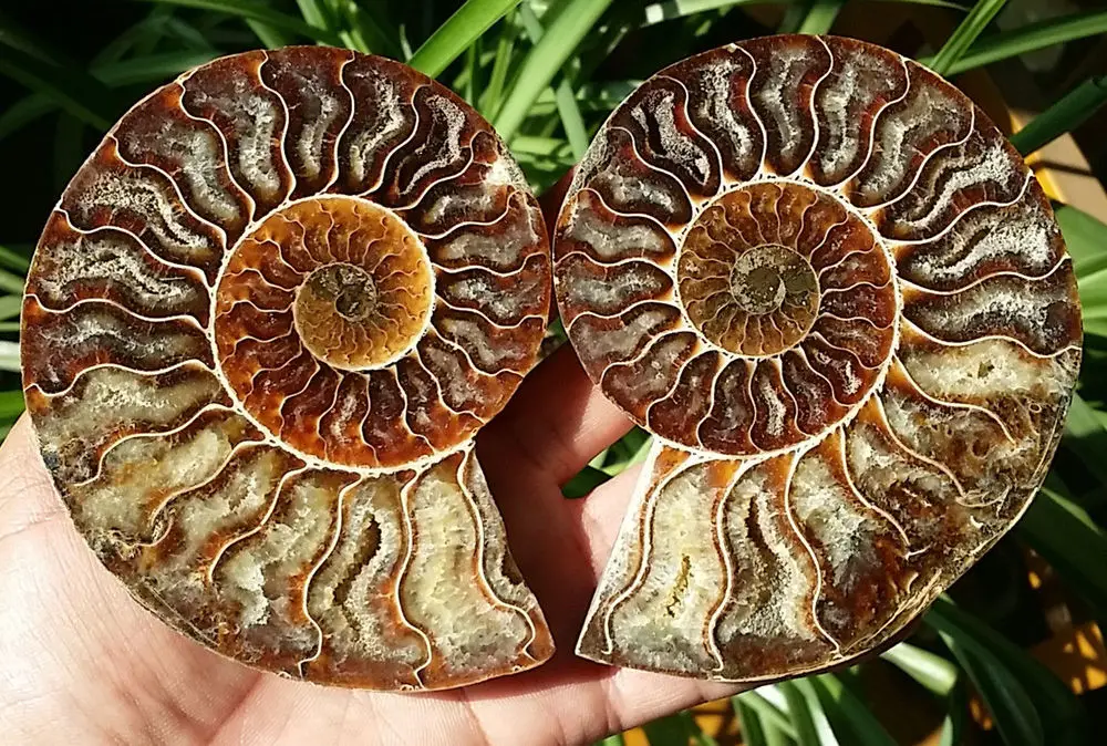 Decor Stone 71g 4pair of Split Ammonite Fossil Specimen Shell Healing Madagascar 