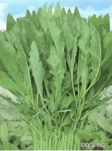 

2018 Hot Sale Outdoor Plants Very Easy Mini Garden Summer Excluded Courtyard bonsai Hot Willow Amaranth bonsai Vegetable 100pcs