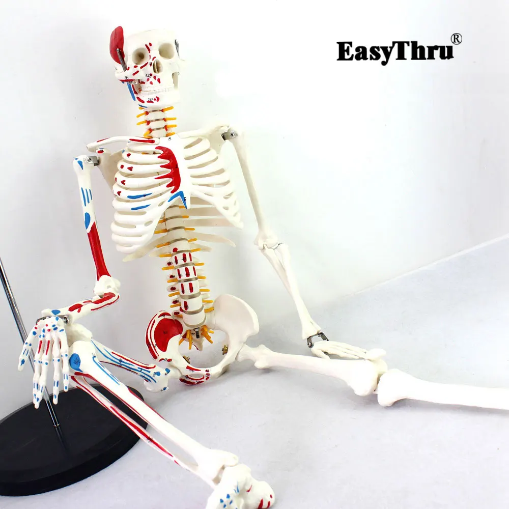 Подлинная роскошная модель манекена человека 85 см с спинным мозгом модель медицинского скелета медицинского обучения