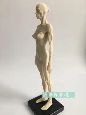 30 см Смола белая CG Живопись Скульптура мужская модель скелетно-мышечная Анатомия структура человеческого тела художественная модель - Цвет: FEMALE