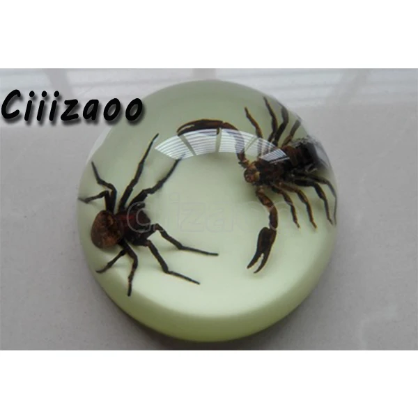 

Semicircular insect specimen Spider Artificial amber ornaments paperweight Specimen