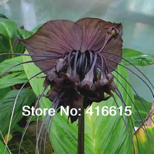 plante exotique tacca