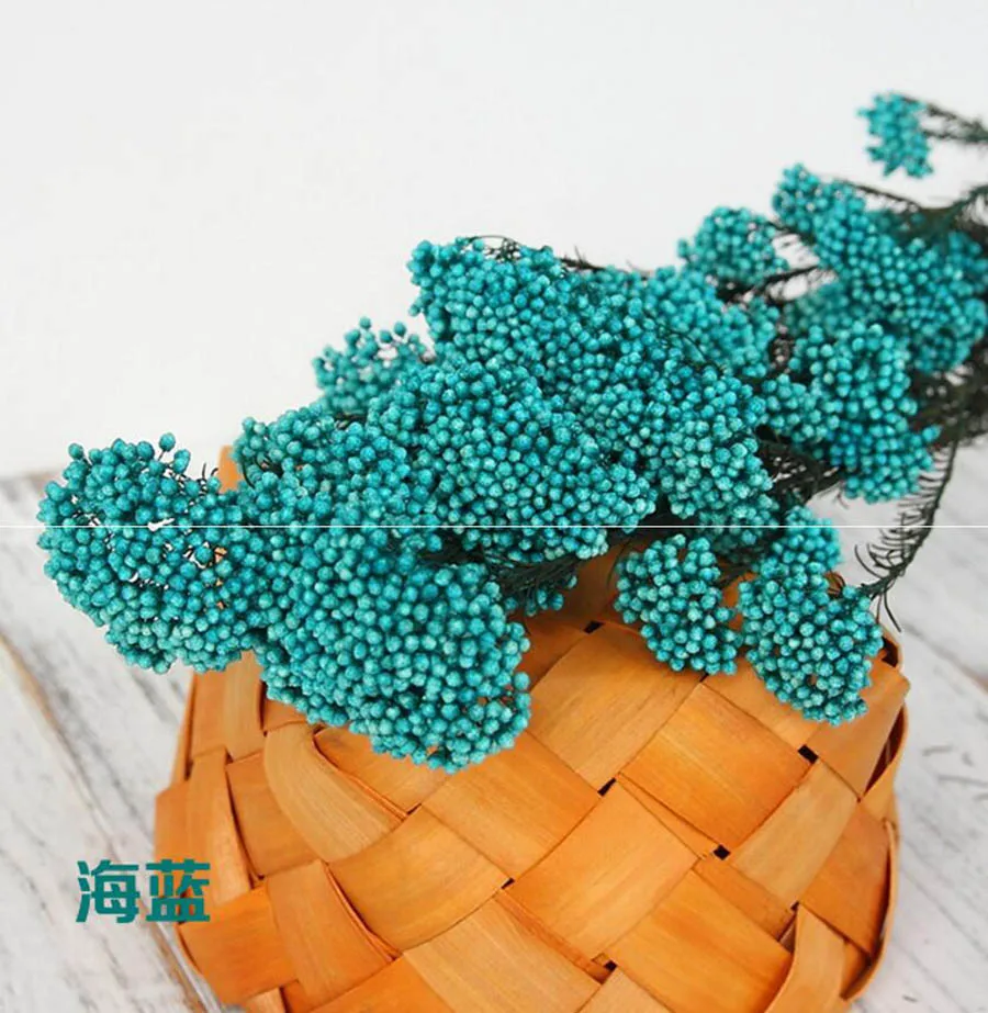 永生米花(爱考拉电子)-海蓝