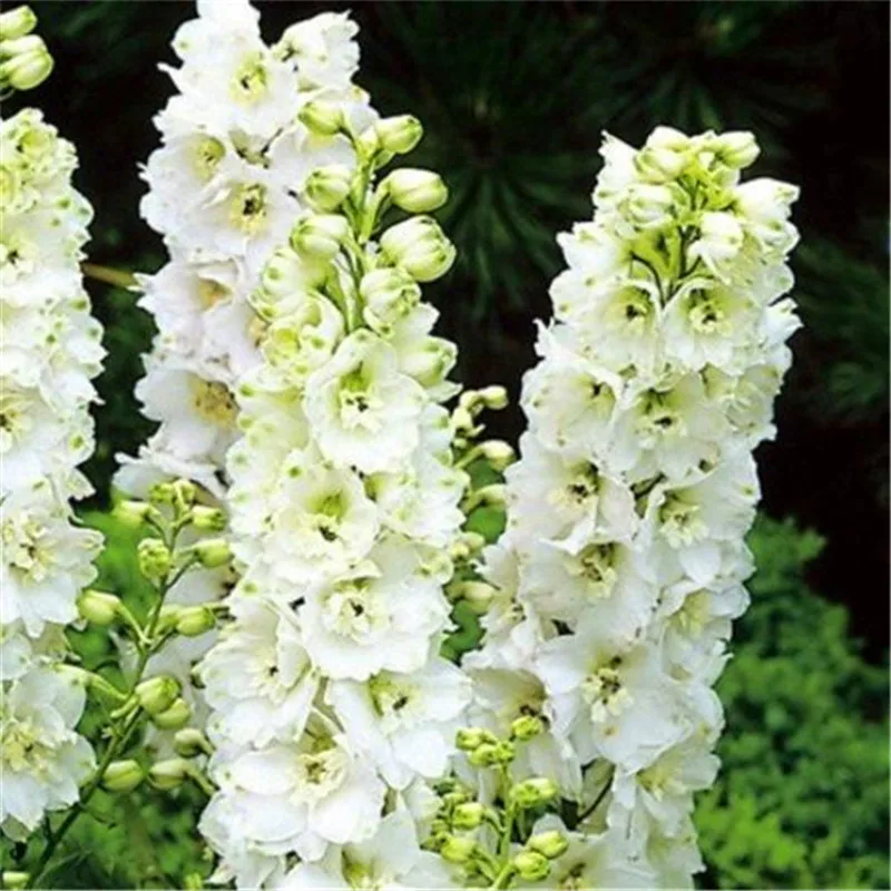 Цветок карликовые деревья 100 шт. Delphinium Mix гигантский Дельфиниум Cultorum горшках сад открытый декоративные Planta Sement для домашний декор