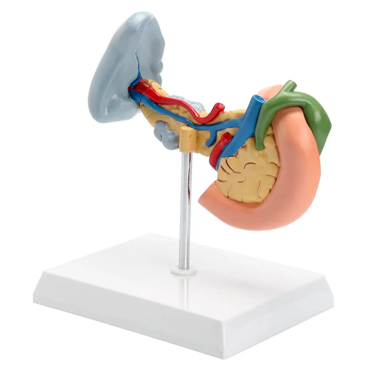 

18*14*21cm Pancreas Gallbladder Spleen Anatomical Model Base System Medical Duodenal Ulcer Medical Science Teaching Resources
