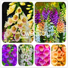 Промо-акция! 100 СЕМЕНА/лот семена цветов лисочки осенние сезоны виды цветов горшечные растения