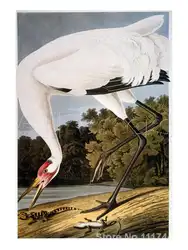 Искусство Животные коклюш кран John James audubon картины Home Decor Высокое качество ручной росписью