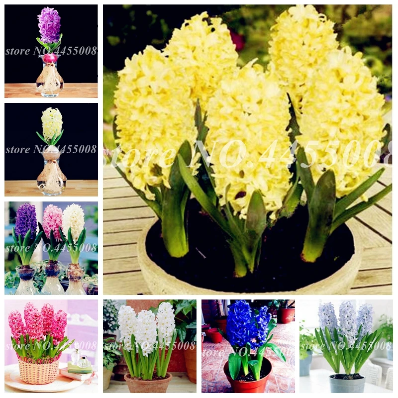 Гиацинт В Горшке Купить В Новосибирске Цена