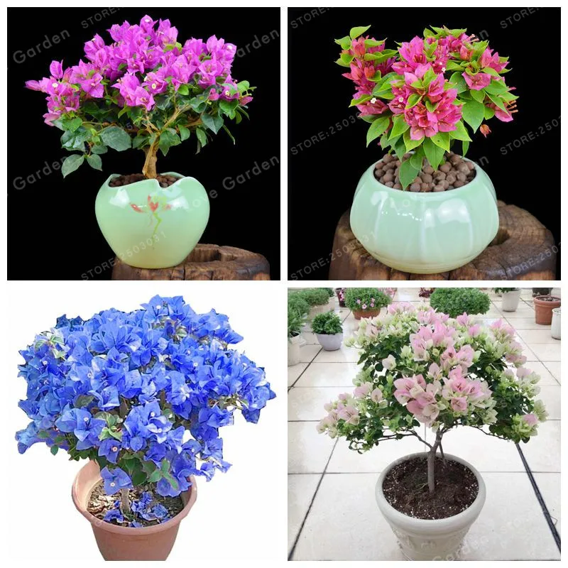 

Bougainvillea Bonsai Colorful Bougainvillea Spectabilis Willd Bonsai Perennial Flower Bonsai Garden Bonsai Pot Plant 100 Pcs