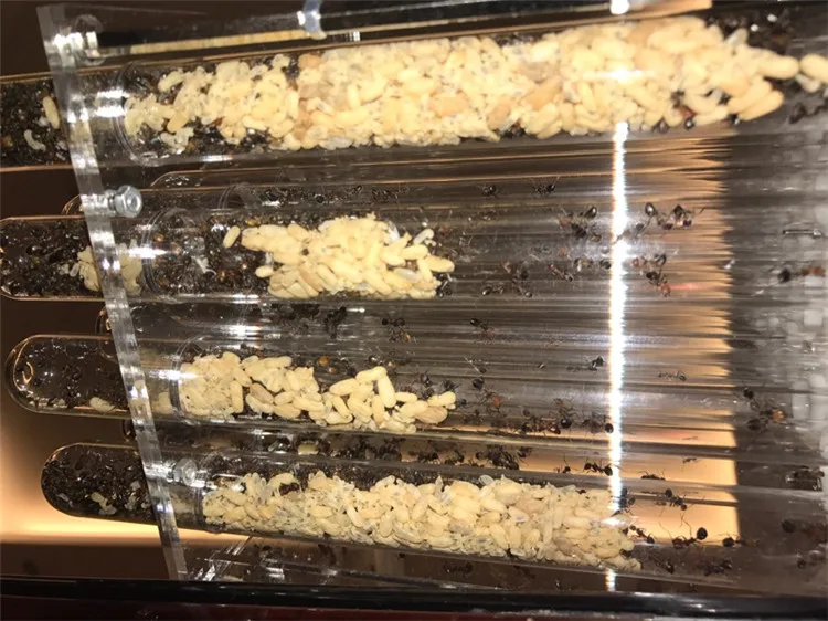 32-TUBES-ANT-NEST (7)