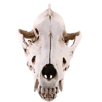 

Realistic Wolf Jackal Skull Replica Medical Teaching Skeleton Collectibles