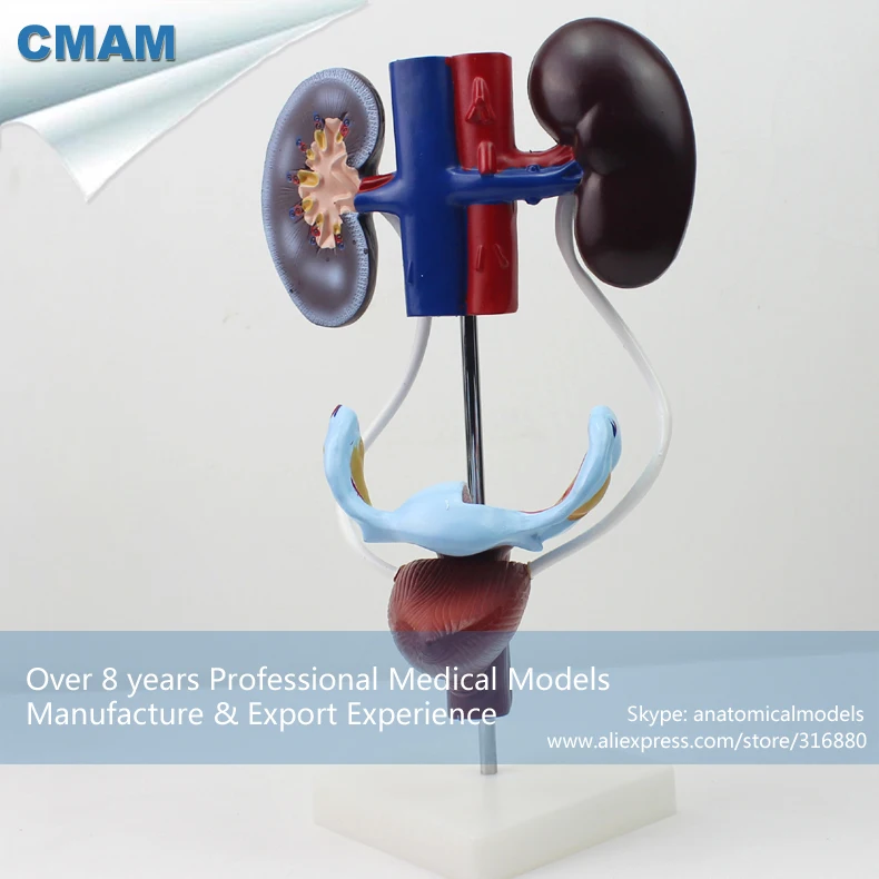 12424 CMAM-UROLOGY04 Life Size Human Anatomical Skeleton Female Urogenital, Medical Science Educational Anatomical Models 12424 CMAM-UROLOGY04 Life Size Human Anatomical Skeleton Female Urogenital, Medical Science Educational Anatomical Models