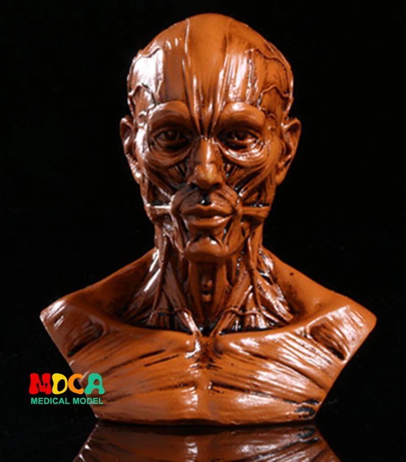 

Drawing of life in art studio simulation of male skeleton Head muscle structure still life sketch teaching model RTSM202
