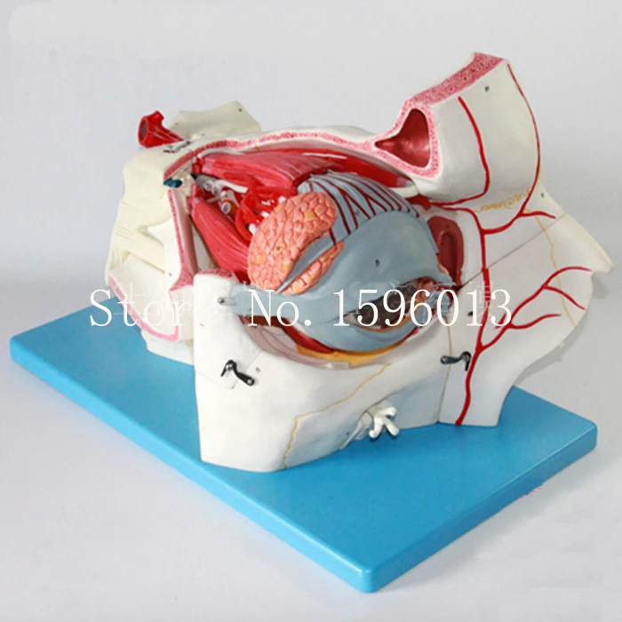 Advanced  Eyeball and Orbit with Vessels and Nerves model, Eye Anatomical Model