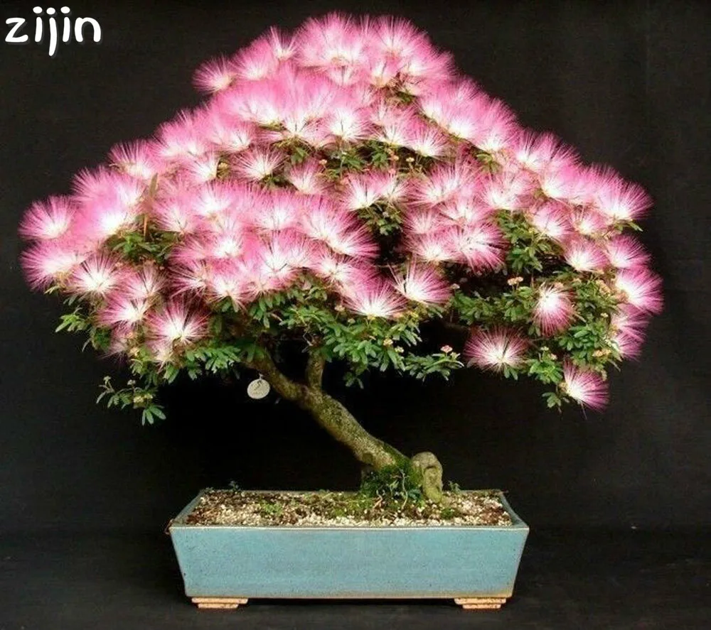

20pcs Albizia (Acacia) Julibrissin Tree (mimosa/persian Silk Tree) Mini Potted Bonsai Flower ,diy Home Miniature Garden plant