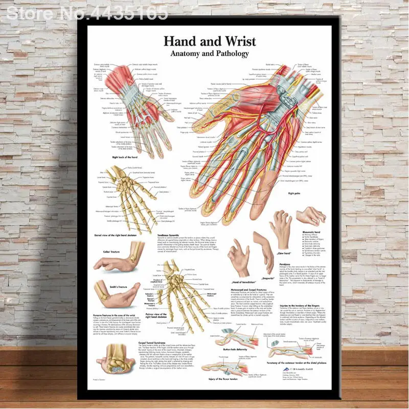 Anatomy Chart Hd