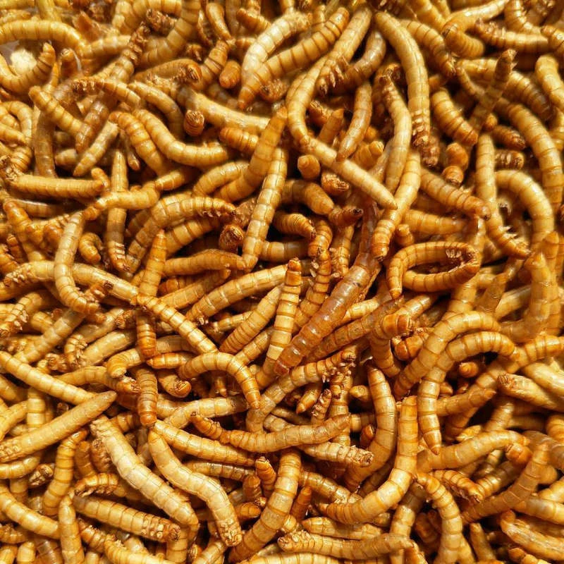 10 г/50 г сублимированный Mealworm муравей питание питательный протеин принадлежности