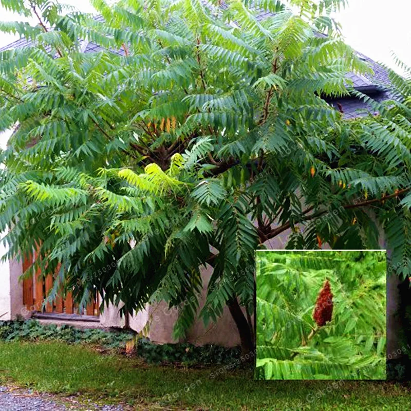 Rhus Typhina Seeds (55+ Seeds) (Staghorn Sumac, Sumach) - Plant World Seeds