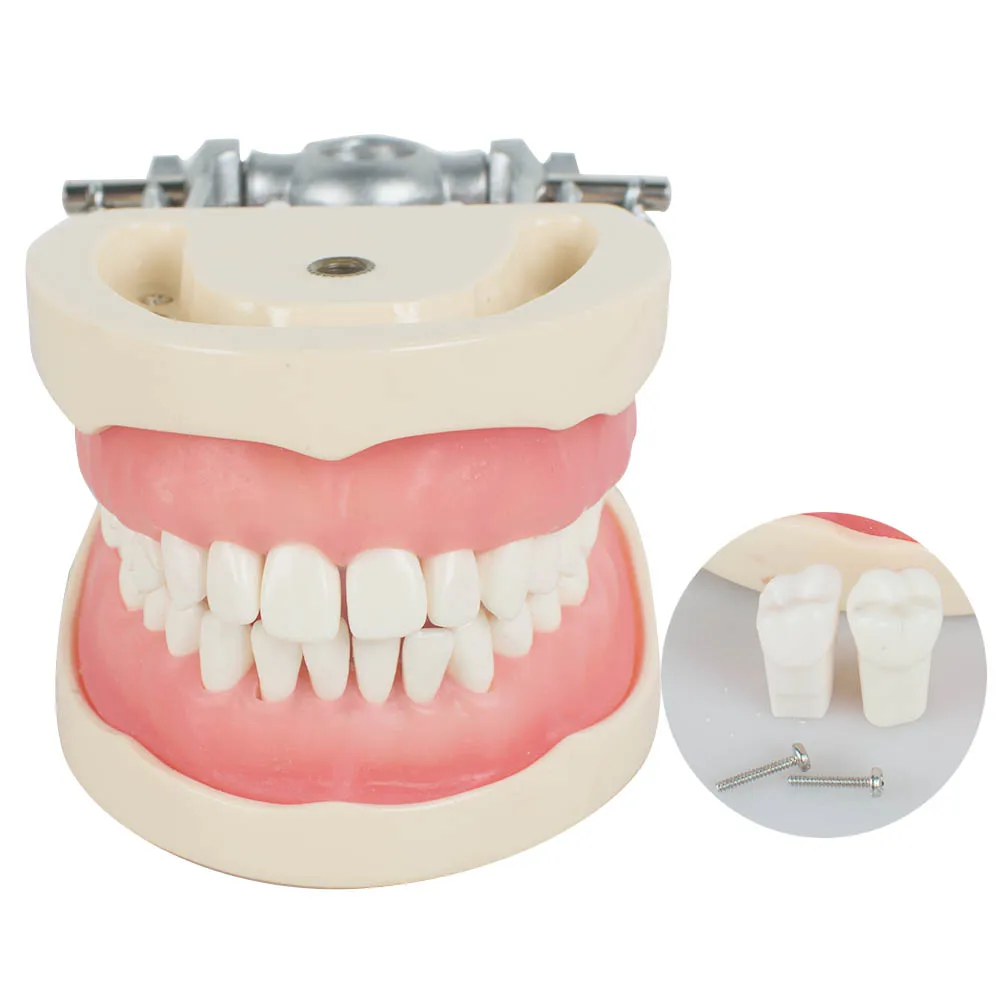 

New Dental Study Tooth Transparent Adult Pathological Teeth Model Fit for Adult