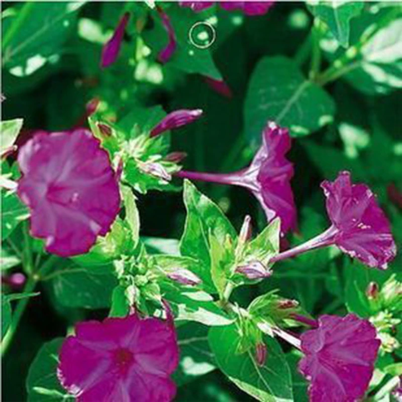 

2019 None Home Seeds Promotion Sementes Seeds Semillas Expression Can Be Mixed Batch Of Cool Gardening Mirabilis Jalapa 1/bag