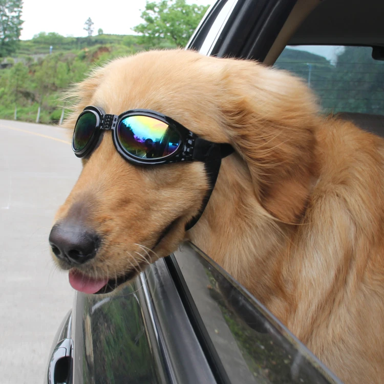 

pet dog outdoor cool sunglasses
