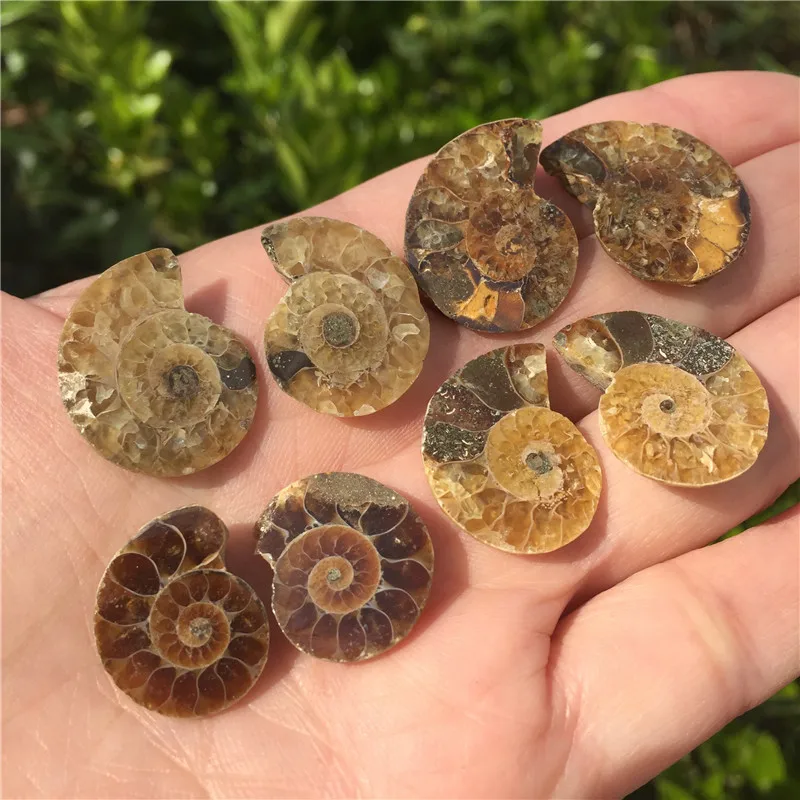 4 пары натуральный Радуга Сплит Аммонит окаменелый образец аммолит океан животное Улитка Раковины Мадагаскар образец минерал