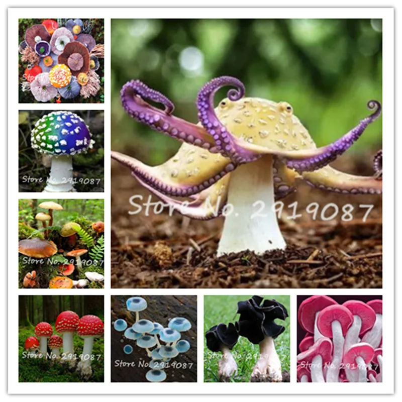 

120pcs/bag Colorful Mushroom Bonsai Indoor Funny Succlent Plant Edible Health Vegetable Mushroom For Home & Garden