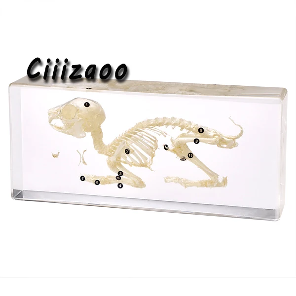 

Rabbit Skeleton Specimen Taxidermy paperweight Collection embedded In Clear Lucite Block Embedding Specimen