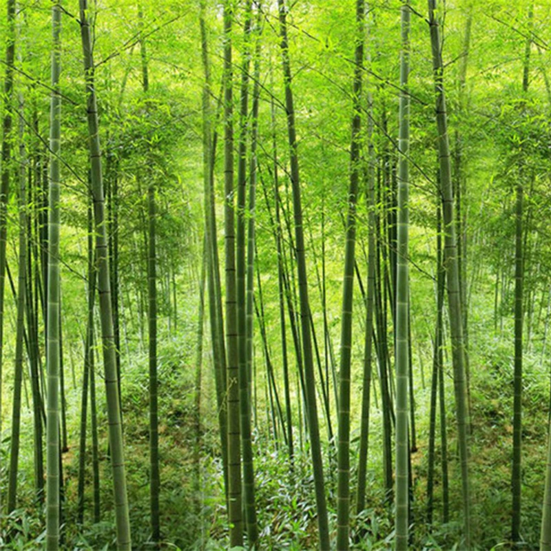 Hd Hijau Hutan Bambu Pemandangan Alam Foto Mural Wallpaper Ruang Tamu Ruang Kerja Pengaturan Kamar Latar Belakang Ramah Lingkungan Wallpaper Photo Mural Wallpaper Mural Wallpapernatural Landscape Photos Aliexpress