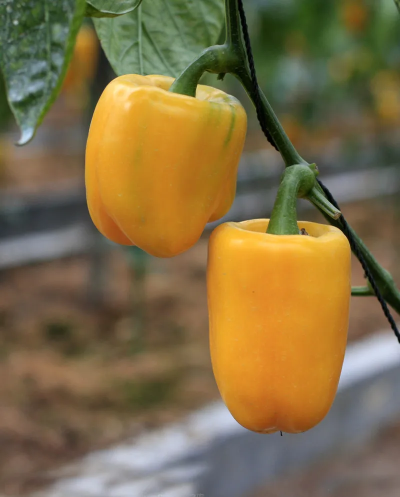 Hot Selling Yellow Pepper Seeds Balcony Potted Plants Hot