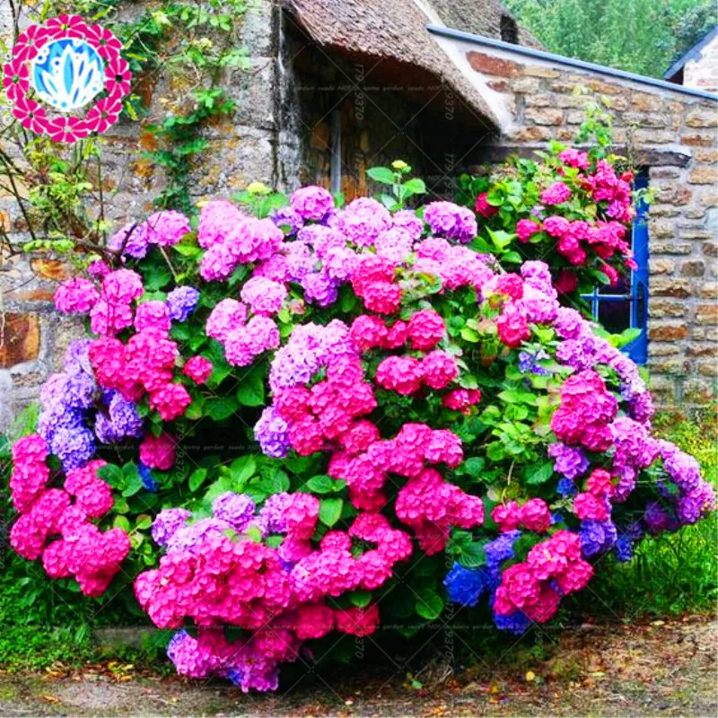 

10pcs bonsai Hydrangea Flower ,hydrangea Mixed colors home Garden Bonsai Plants Merveille Semillas de Hortensia macrophylla