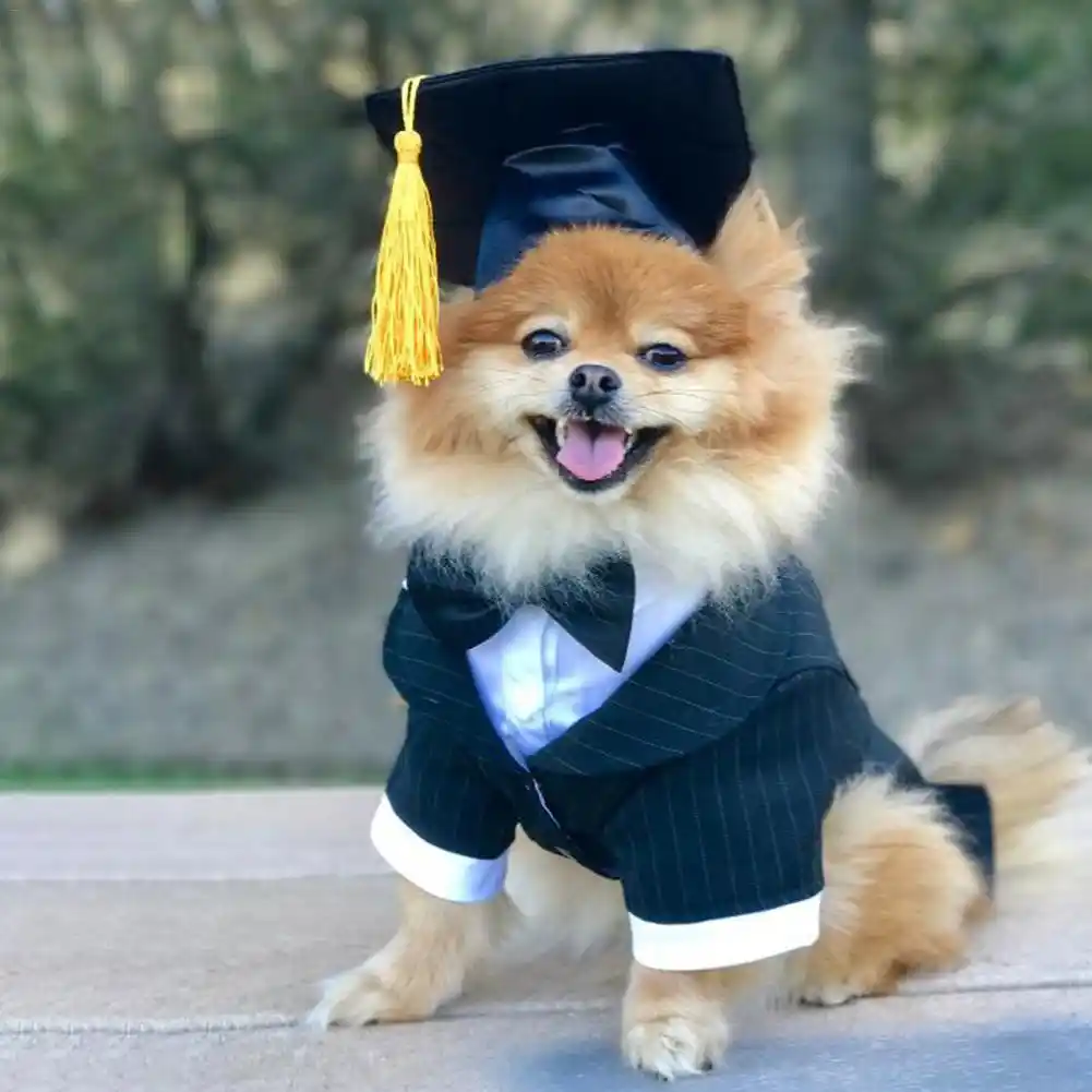 puppy graduation hat