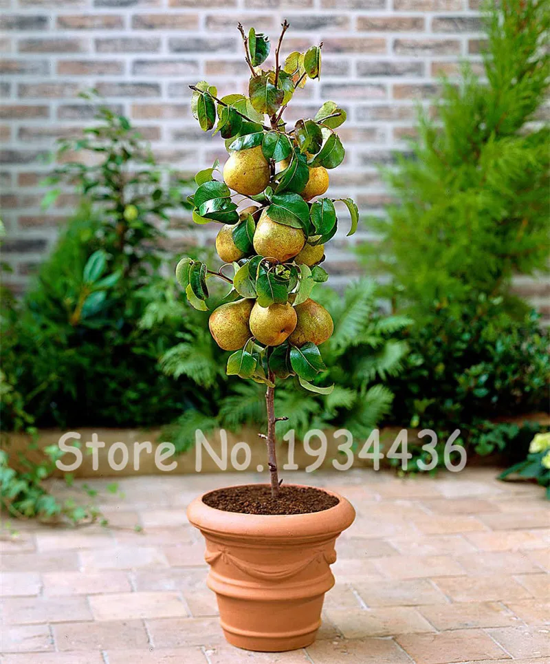 50 Pcs Exotic Original Pear Bonsai Fruit Rare Garden Plant For Flower Pot Planters Bonsai Tree Quality Seedsplants Fruit Potted 50 Pcs Exotic Original Pear Bonsai Fruit Rare Garden Plant For Flower Pot Planters Bonsai Tree Quality Seedsplants Fruit Potted