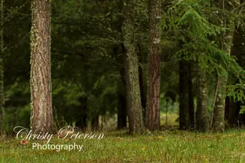 

forest Grove Trees Fantasy bokeh backdrop Vinyl cloth High quality Computer print wall backgrounds