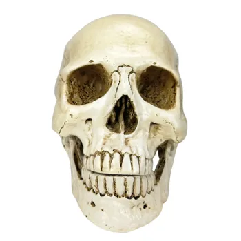 

1:1 Halloween Home Decoration High Quality Decorative Craft Skull Human Head Resin Replica Lifesize