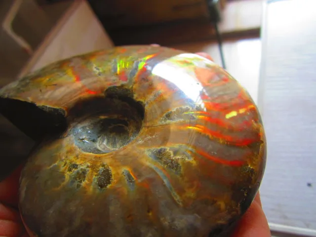Best Offers 447g(0.98 lb) Iridescent Ammonite Ammolite Specimen Fossil Madagascar BFB564