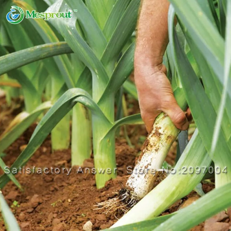 

100PCS Garlic Bonsai Healthy Bonsai Green Garlic Leek Bonsai Vegetable Bonsai Home & Garden Free Shipping