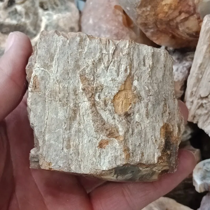 DHXYZB 200-600 г натуральное окаменелое дерево камень сырой камень Кристалл кварц минеральный с лечебным действием, образцы рейки домашний декор