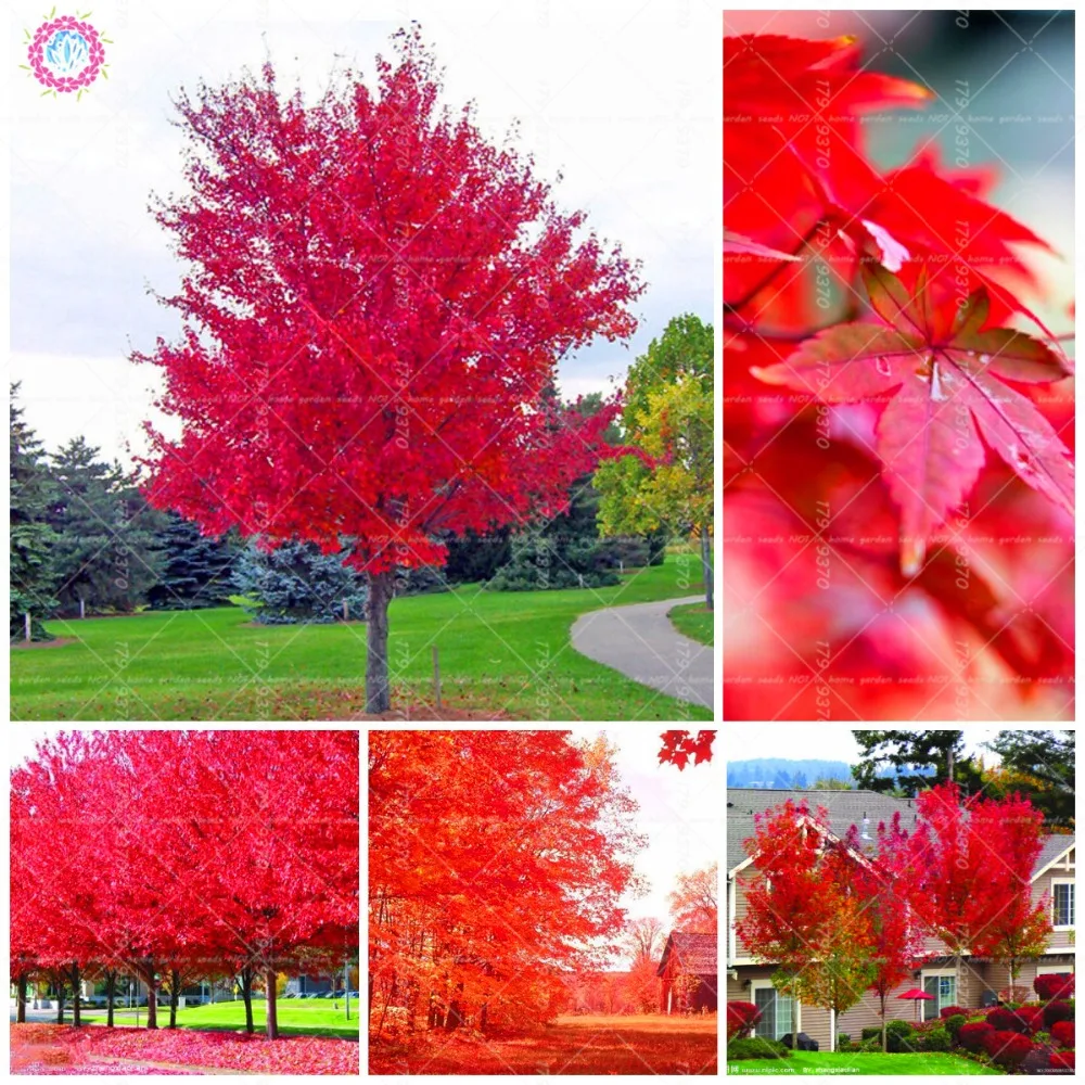 Japanese Red Maple Tree / Coral Bark Japanese Maple For Sale Online | The Tree Center / The japanese red maple tree is kind of an elusive dream for many gardeners because when they see them for sale in their local garden centers they are often quite pricey.
