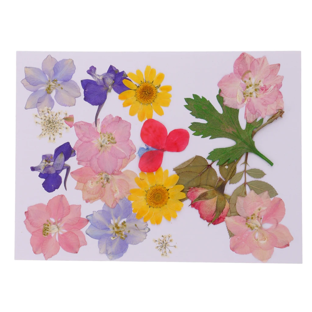 MagiDeal Multi Kind Pressed Real Dried Flowers Leaves DIY Phone Case Scrapbook Crafts Artificial Flowers For DIY craft Projects