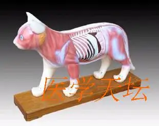 Cat acupucture point model cat animal model cat Anatomy Models free shipping-in Medical Science from Office & School Supplies on Aliexpress.com | ... Cat acupucture point model cat animal model cat Anatomy Models free shipping-in Medical Science from Office & School Supplies on Aliexpress.com | ...