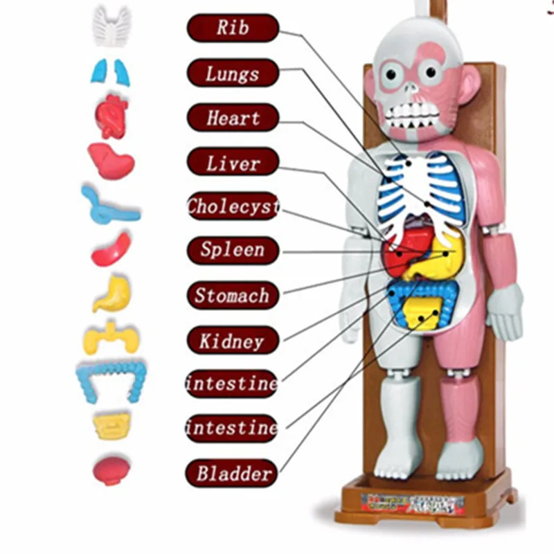 Модель человеческого тела трюк шутка игра 3D новинки игрушки кляп подарок собранная игрушка розыгрыши развивающие для детей