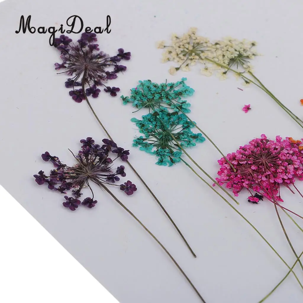 10pcs Mixed Size Real Pressed Dried Lace Flowers Embellishments DIY Card Making Jewelry Resin Crafts Scrapbooking Art Craft