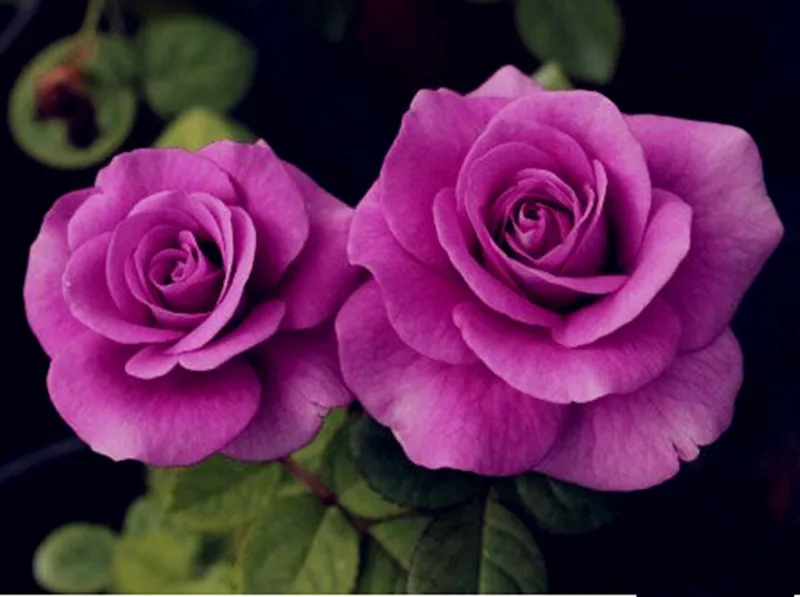 100pcs Purple Chinese Rose Tree Bonsai plants for home and garden