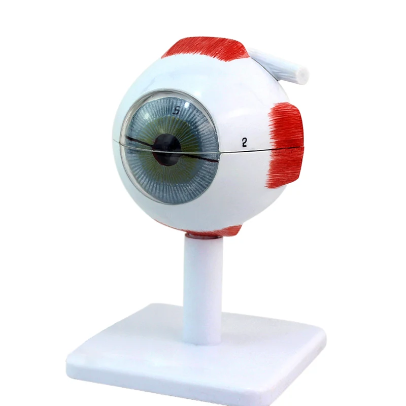New Medical 4D Eye Anatomy Model Assembled Human Model Eye Anatomia new 4D structure of the eye puzzle the devil human eye collector
